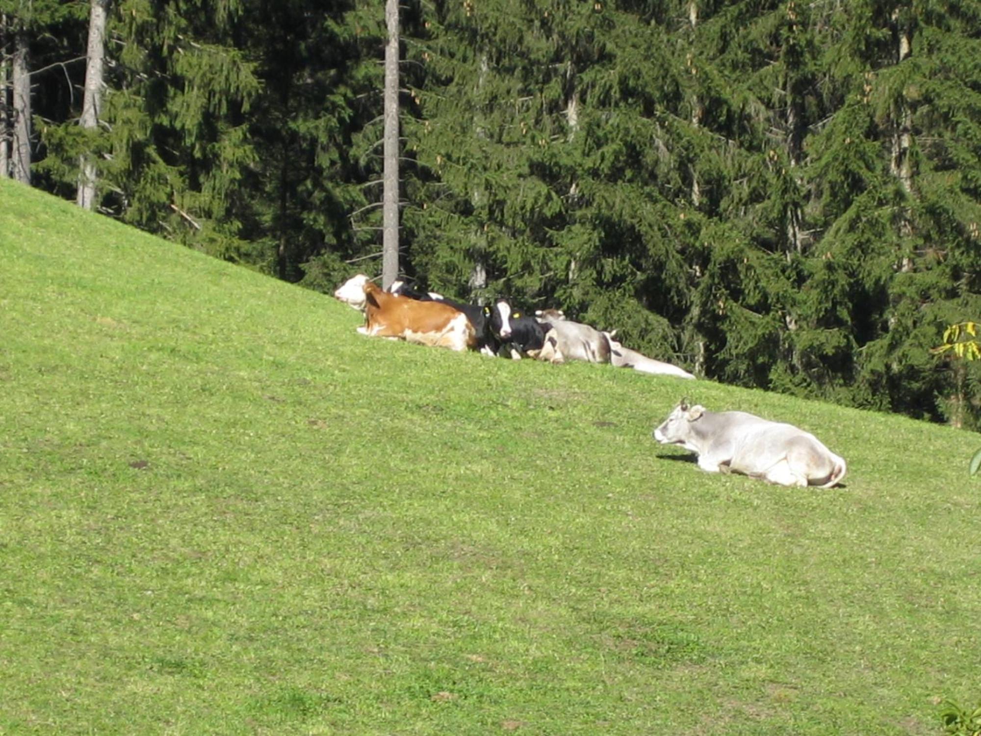 Sarentino Biohof Hamannヴィラ エクステリア 写真